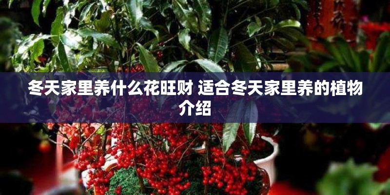冬天家里养什么花旺财 适合冬天家里养的植物介绍 冬天家里养什么花旺财 适合冬天家里养的植物介绍