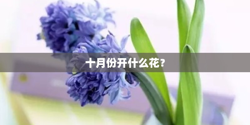 十月份开什么花? 十月份开什么花?