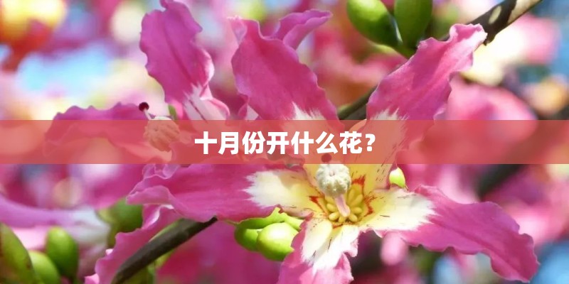 十月份开什么花? 十月份开什么花?