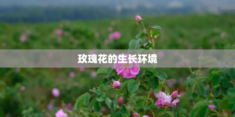 玫瑰花的生长环境