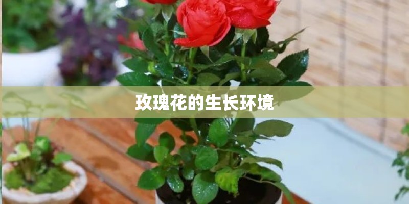 玫瑰花的生长环境