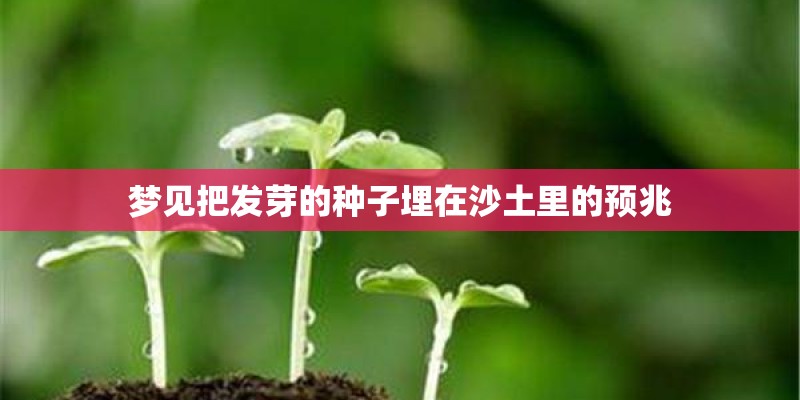 梦见把发芽的种子埋在沙土里的预兆 梦见把发芽的种子埋在沙土里的预兆