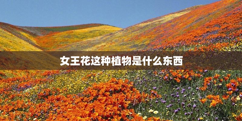 女王花这种植物是什么东西 女王花这种植物是什么东西