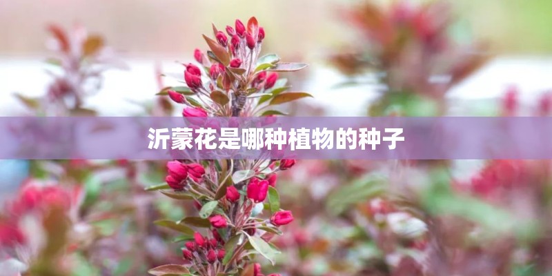 沂蒙花是哪种植物的种子 沂蒙花是哪种植物的种子