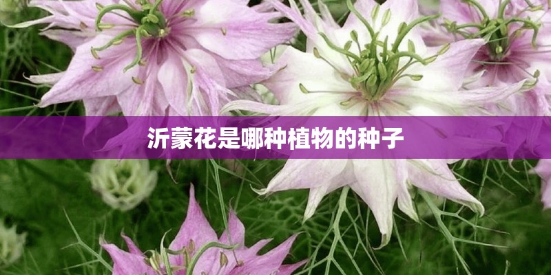 沂蒙花是哪种植物的种子 沂蒙花是哪种植物的种子