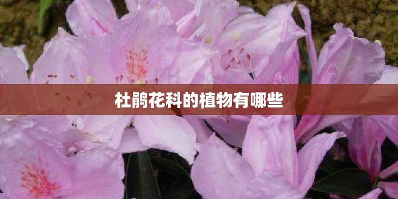 杜鹃花科的植物有哪些