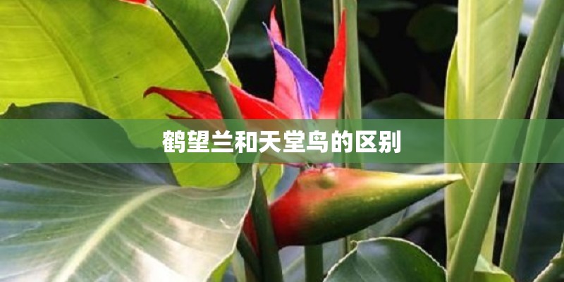 鹤望兰和天堂鸟的区别