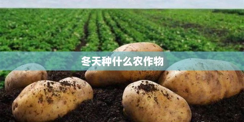 冬天种什么农作物
