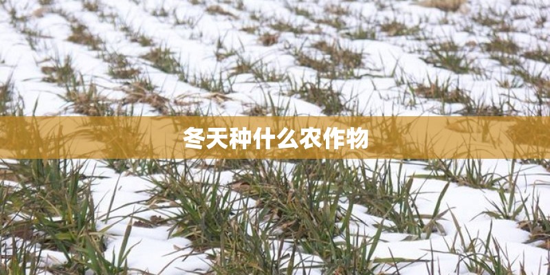 冬天种什么农作物 冬天种什么农作物
