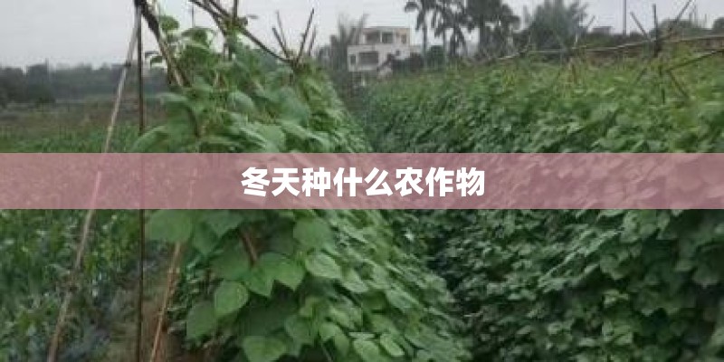 冬天种什么农作物 冬天种什么农作物