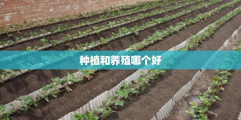 种植和养殖哪个好