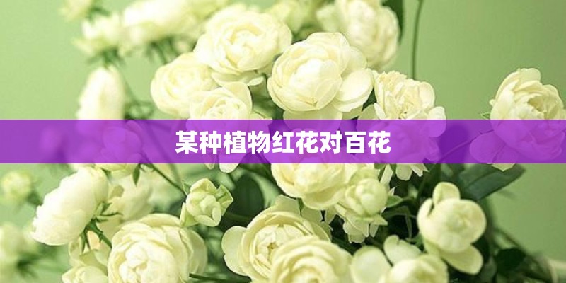 某种植物红花对百花 某种植物红花对百花