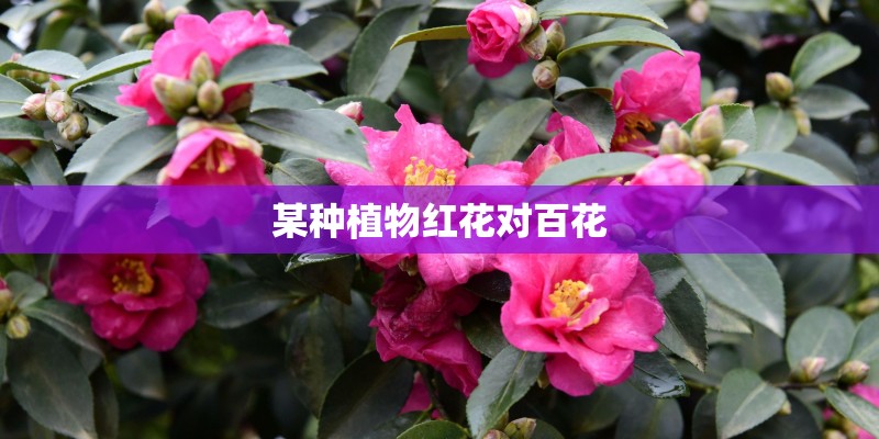 某种植物红花对百花 某种植物红花对百花