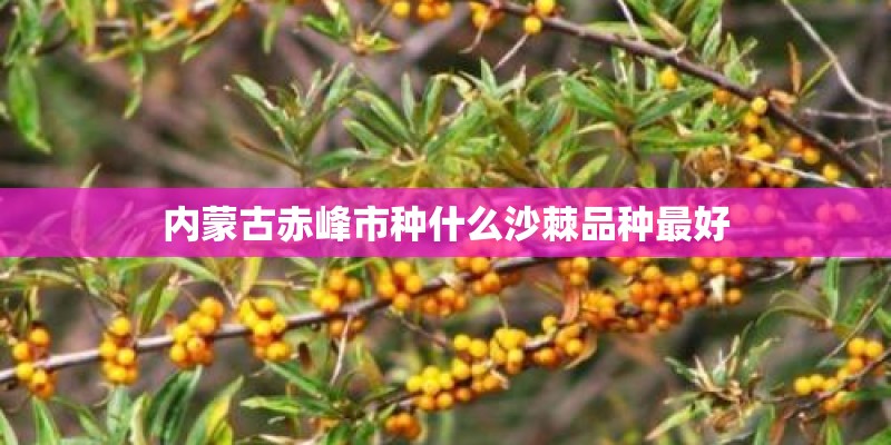内蒙古赤峰市种什么沙棘品种最好 内蒙古赤峰市种什么沙棘品种最好