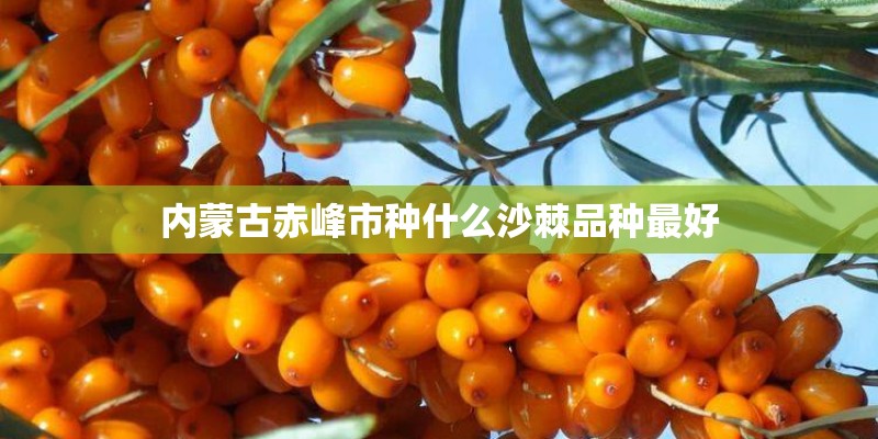 内蒙古赤峰市种什么沙棘品种最好 内蒙古赤峰市种什么沙棘品种最好