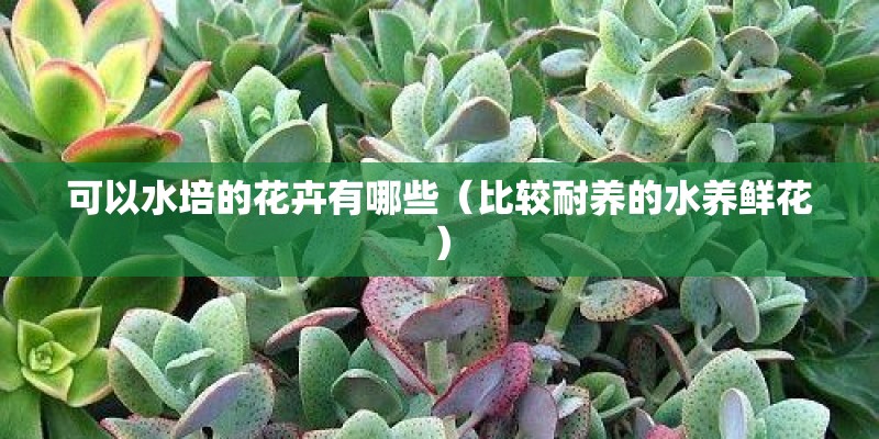 可以水培的花卉有哪些（比较耐养的水养鲜花）
