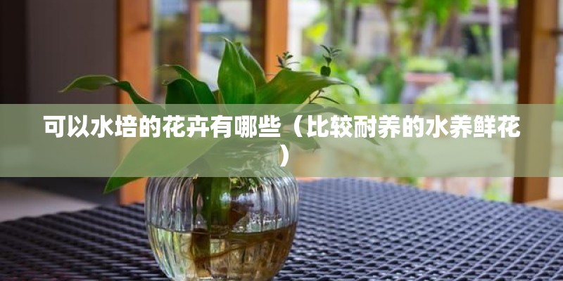 可以水培的花卉有哪些(比较耐养的水养鲜花) 可以水培的花卉有哪些(比较耐养的水养鲜花)