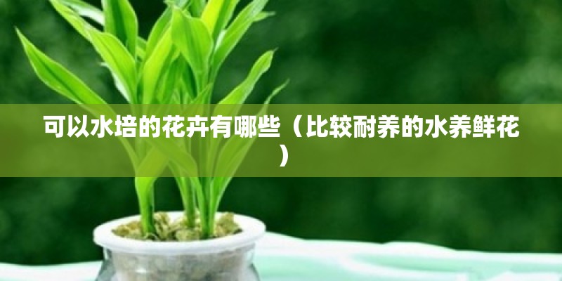 可以水培的花卉有哪些(比较耐养的水养鲜花) 可以水培的花卉有哪些(比较耐养的水养鲜花)