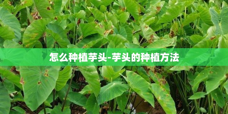 怎么种植芋头-芋头的种植方法