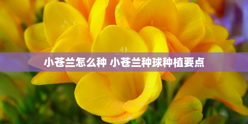 小苍兰怎么种 小苍兰种球种植要点