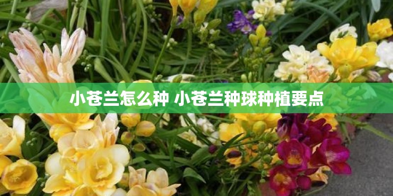 小苍兰怎么种 小苍兰种球种植要点