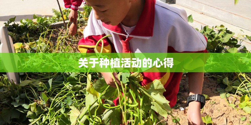 关于种植活动的心得