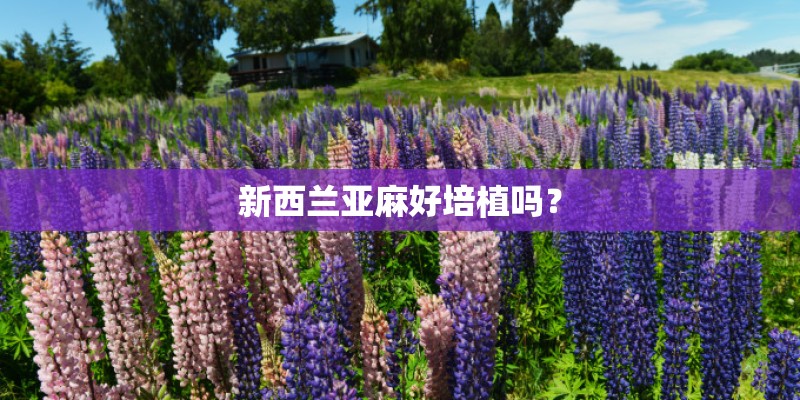 新西兰亚麻好培植吗? 新西兰亚麻好培植吗?