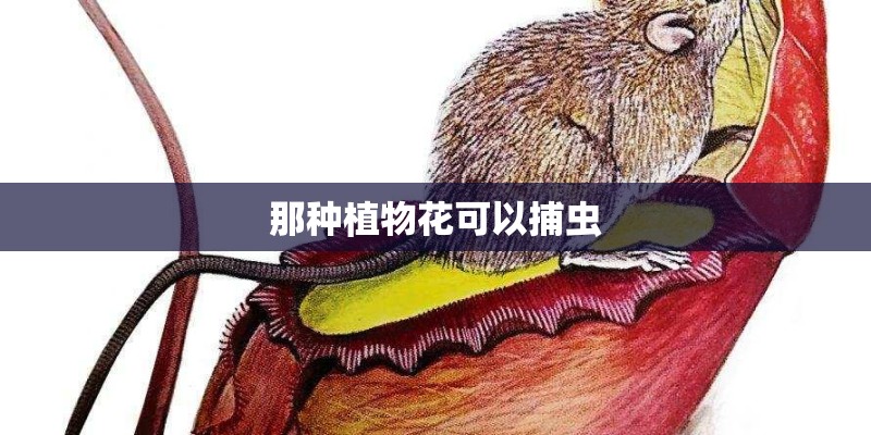 那种植物花可以捕虫 那种植物花可以捕虫