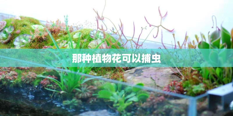 那种植物花可以捕虫 那种植物花可以捕虫