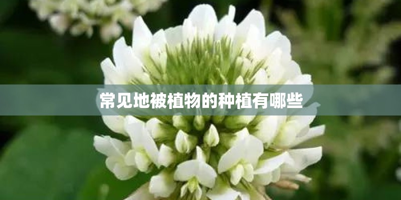常见地被植物的种植有哪些