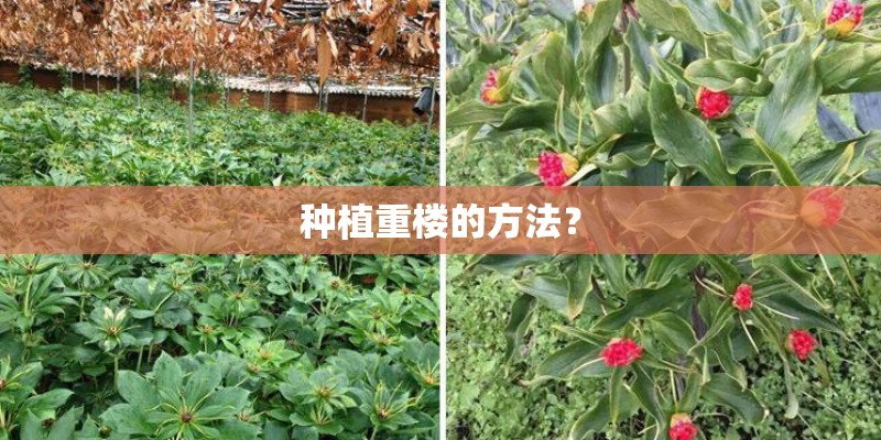 种植重楼的方法? 种植重楼的方法?