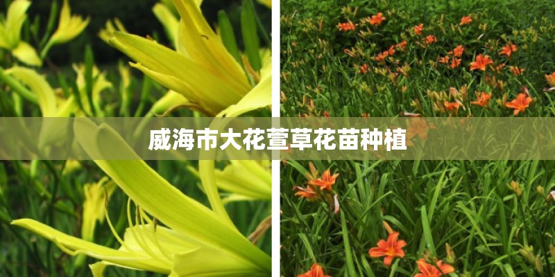 威海市大花萱草花苗种植 威海市大花萱草花苗种植