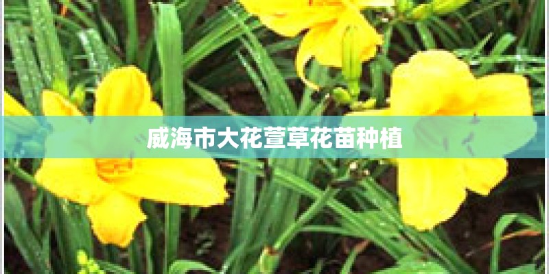 威海市大花萱草花苗种植 威海市大花萱草花苗种植