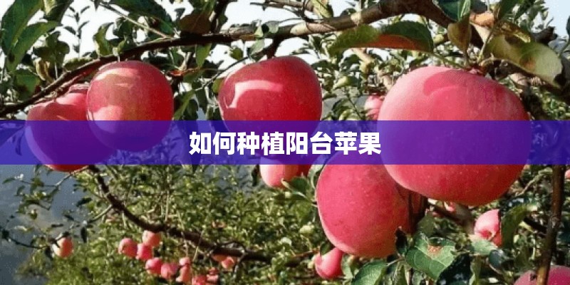 如何种植阳台苹果