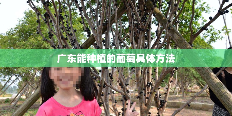 广东能种植的葡萄具体方法 广东能种植的葡萄具体方法