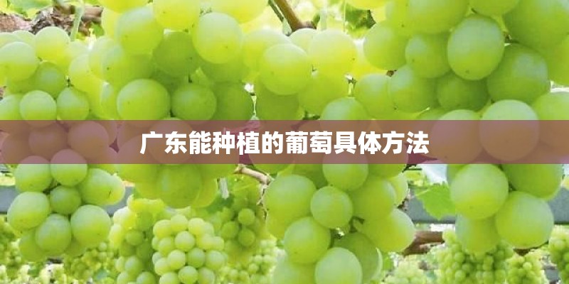 广东能种植的葡萄具体方法 广东能种植的葡萄具体方法