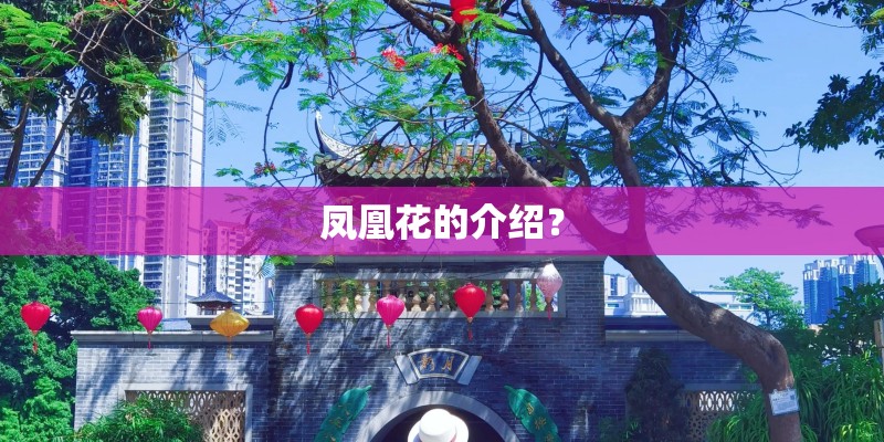 凤凰花的介绍？