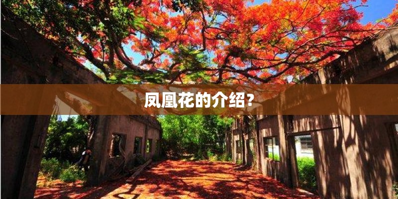 凤凰花的介绍？