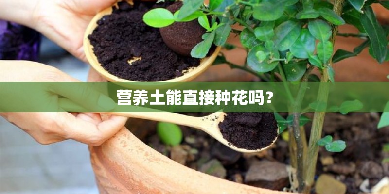 营养土能直接种花吗？