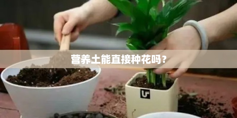 营养土能直接种花吗? 营养土能直接种花吗?