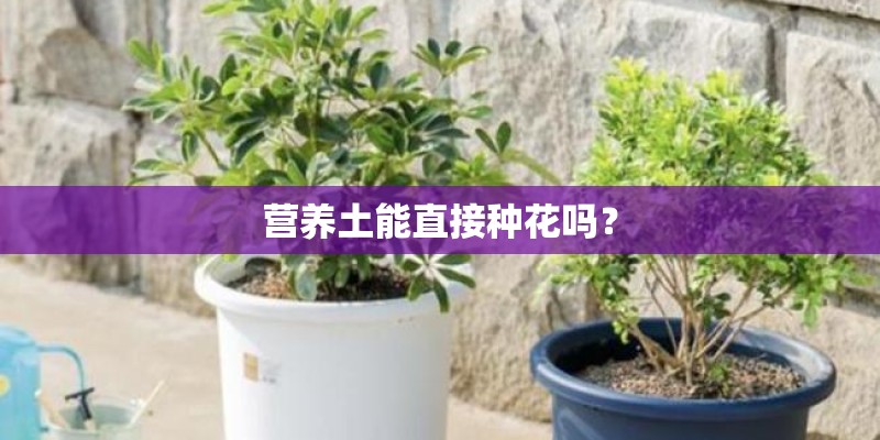 营养土能直接种花吗? 营养土能直接种花吗?