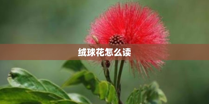 绒球花怎么读 绒球花怎么读