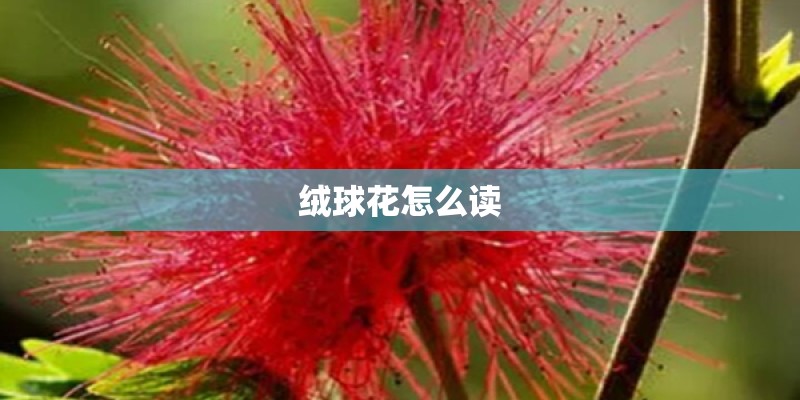 绒球花怎么读 绒球花怎么读