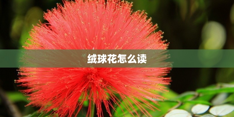 绒球花怎么读 绒球花怎么读
