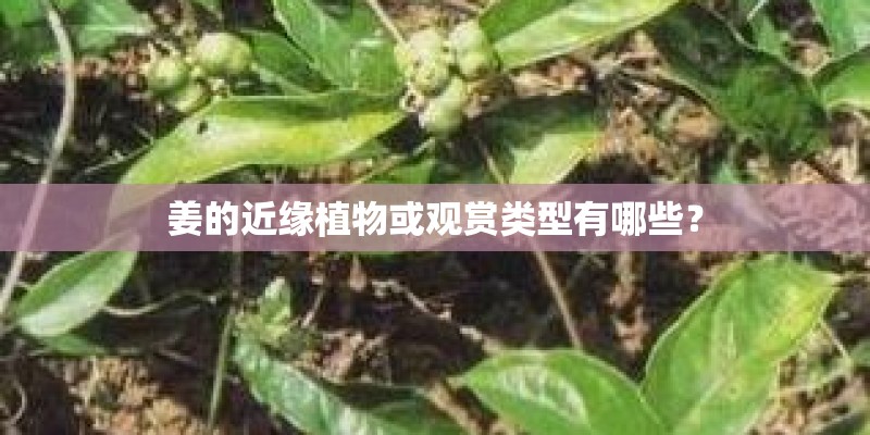 姜的近缘植物或观赏类型有哪些? 姜的近缘植物或观赏类型有哪些?