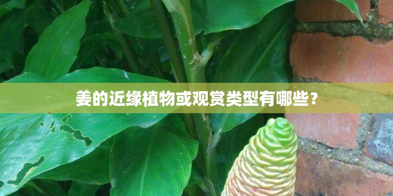 姜的近缘植物或观赏类型有哪些? 姜的近缘植物或观赏类型有哪些?