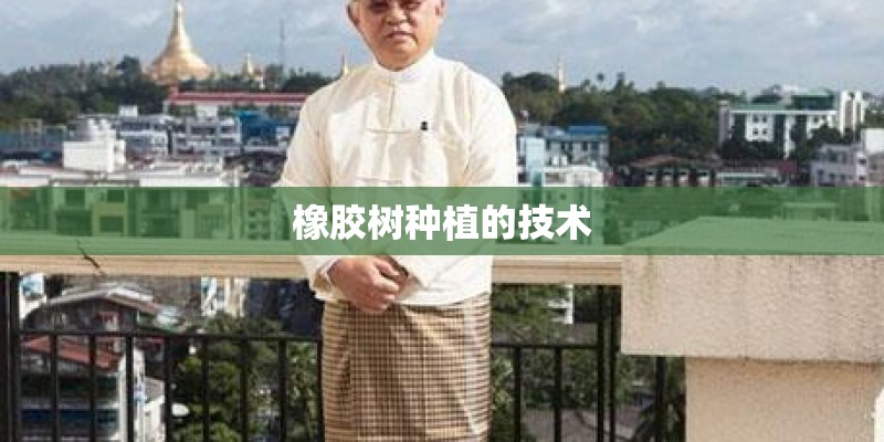橡胶树种植的技术
