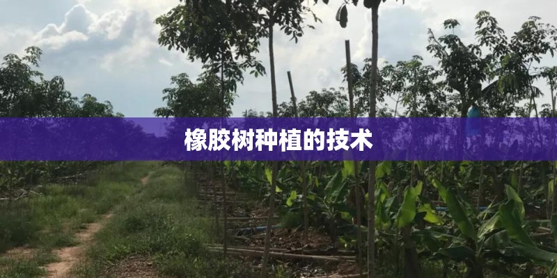 橡胶树种植的技术