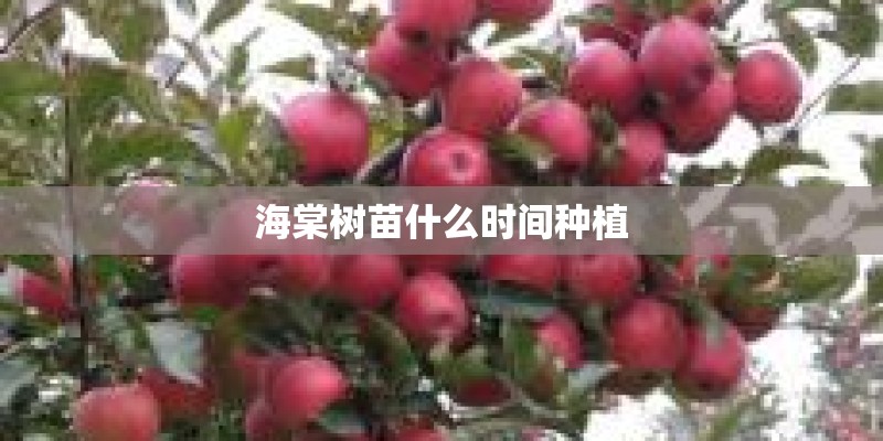 海棠树苗什么时间种植