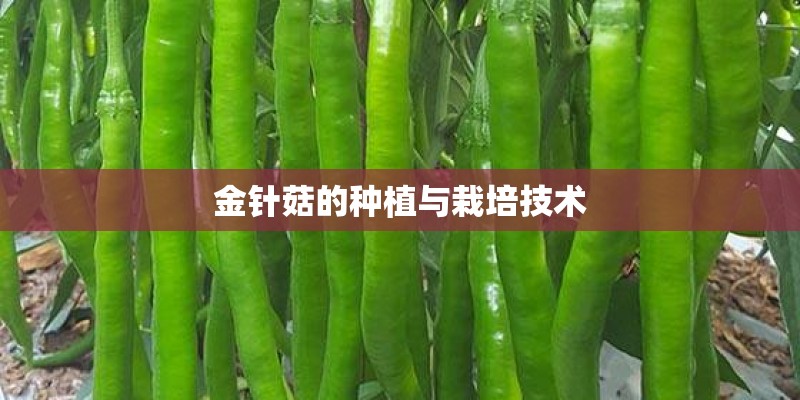 金针菇的种植与栽培技术